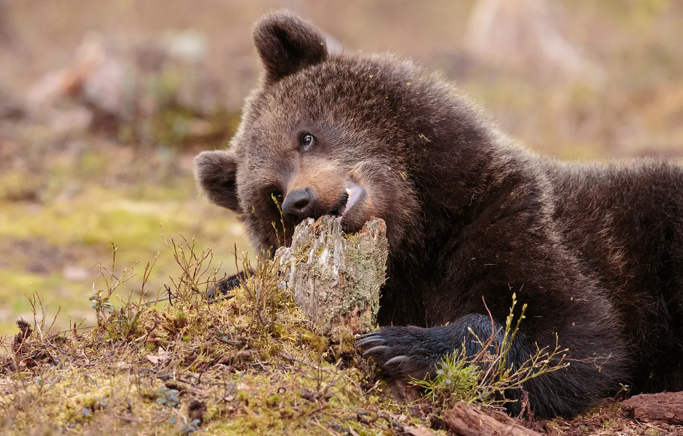 Photo wallpaper look, nature, paw, stump, bear, lies, bear, face