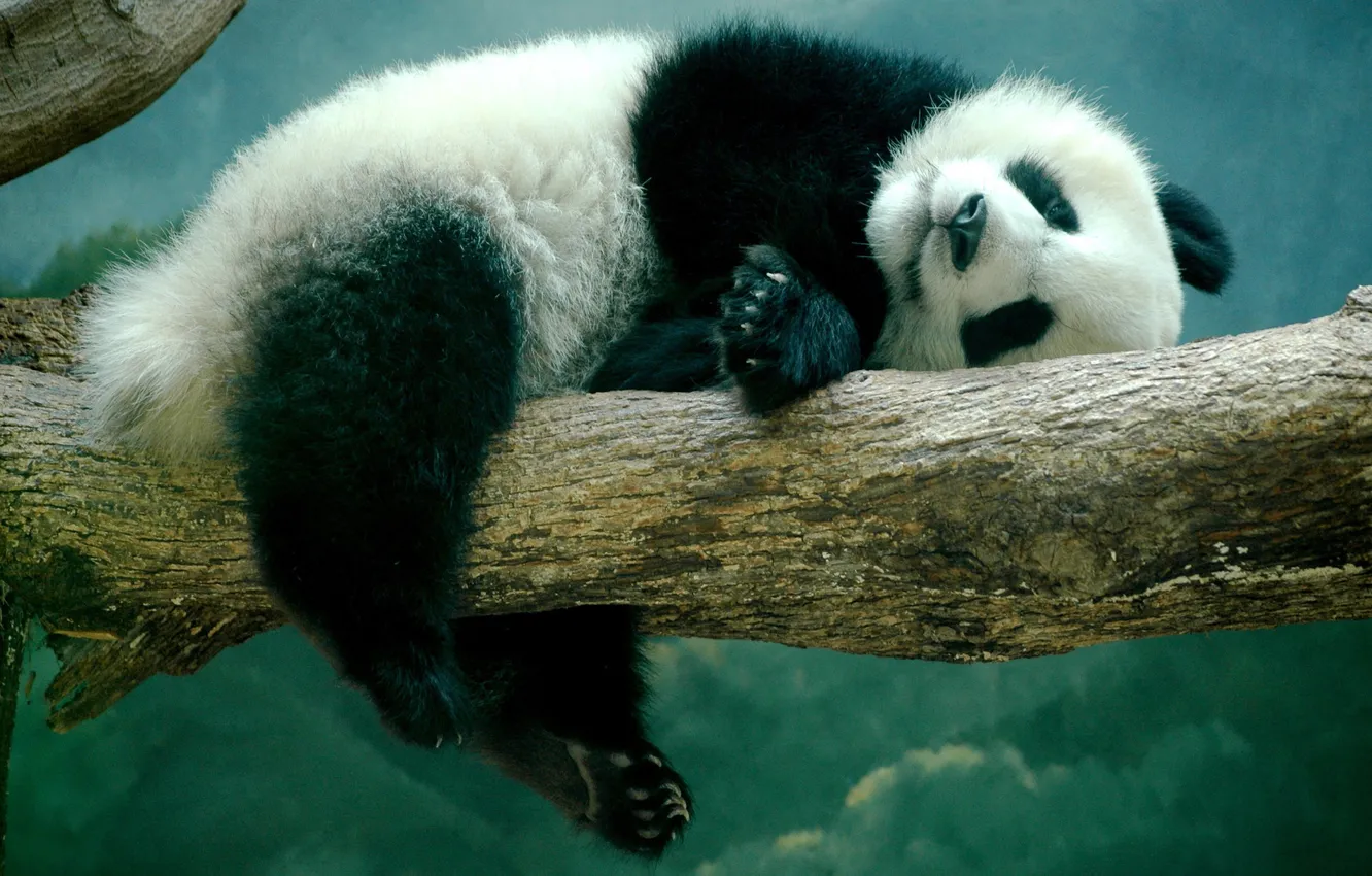 Photo wallpaper trees, bear, Panda, lies, bear