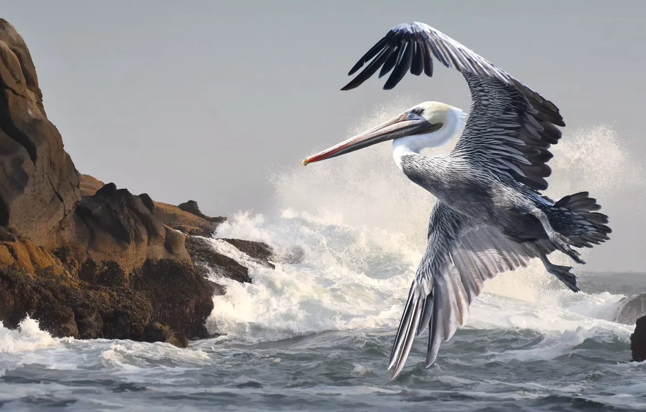 Photo wallpaper sea, bird, shore, Pelican