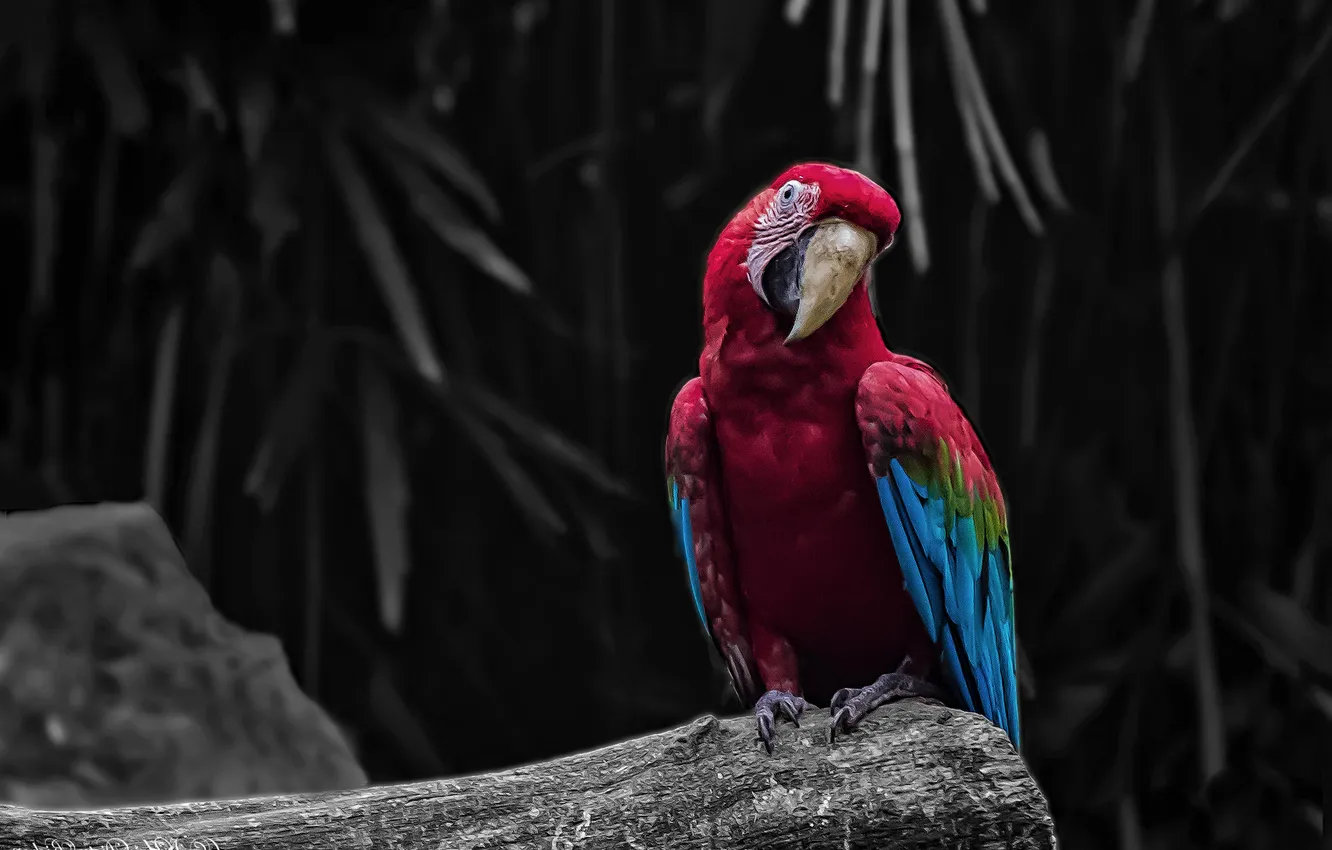 Photo wallpaper look, branches, red, the dark background, bird, parrot, log, Ara