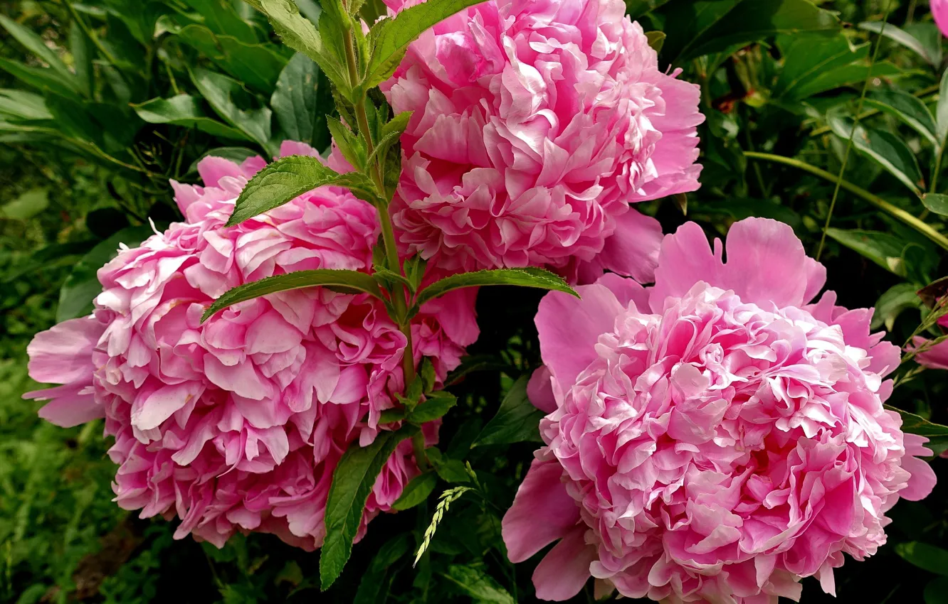 Photo wallpaper three, pink peonies, in the green