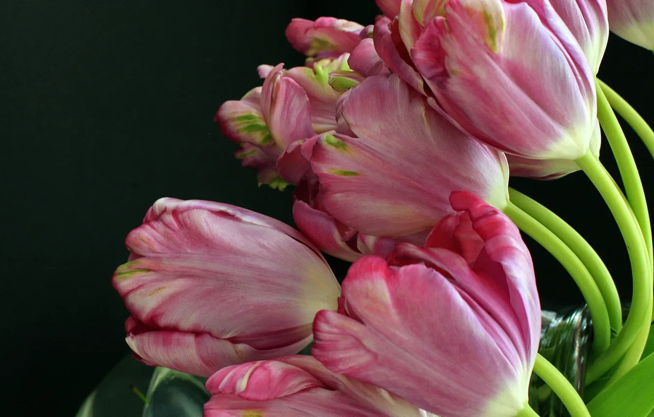 Photo wallpaper flowers, bouquet, tulips, pink tulips