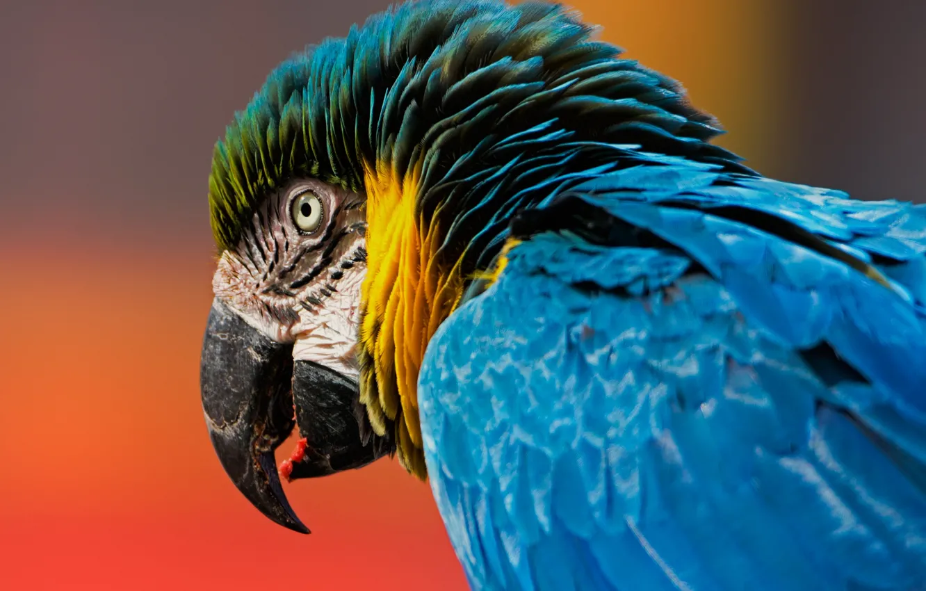Photo wallpaper background, bird, head, feathers, beak, parrot, Ara, Blue-and-yellow macaw