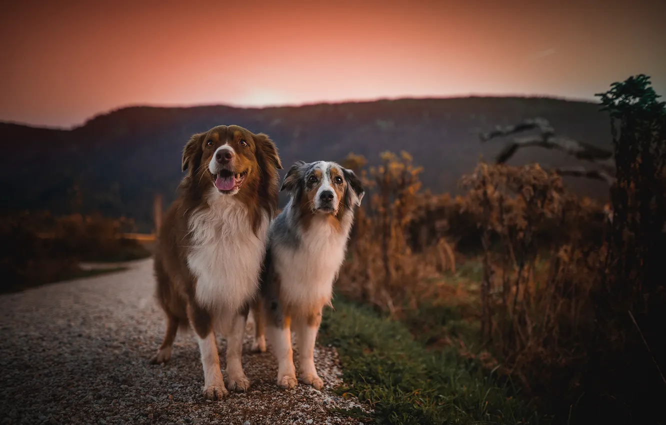 Photo wallpaper road, sunset, dog