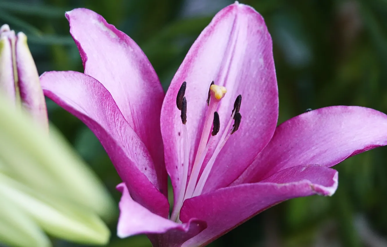 Photo wallpaper summer, flowers, beautiful