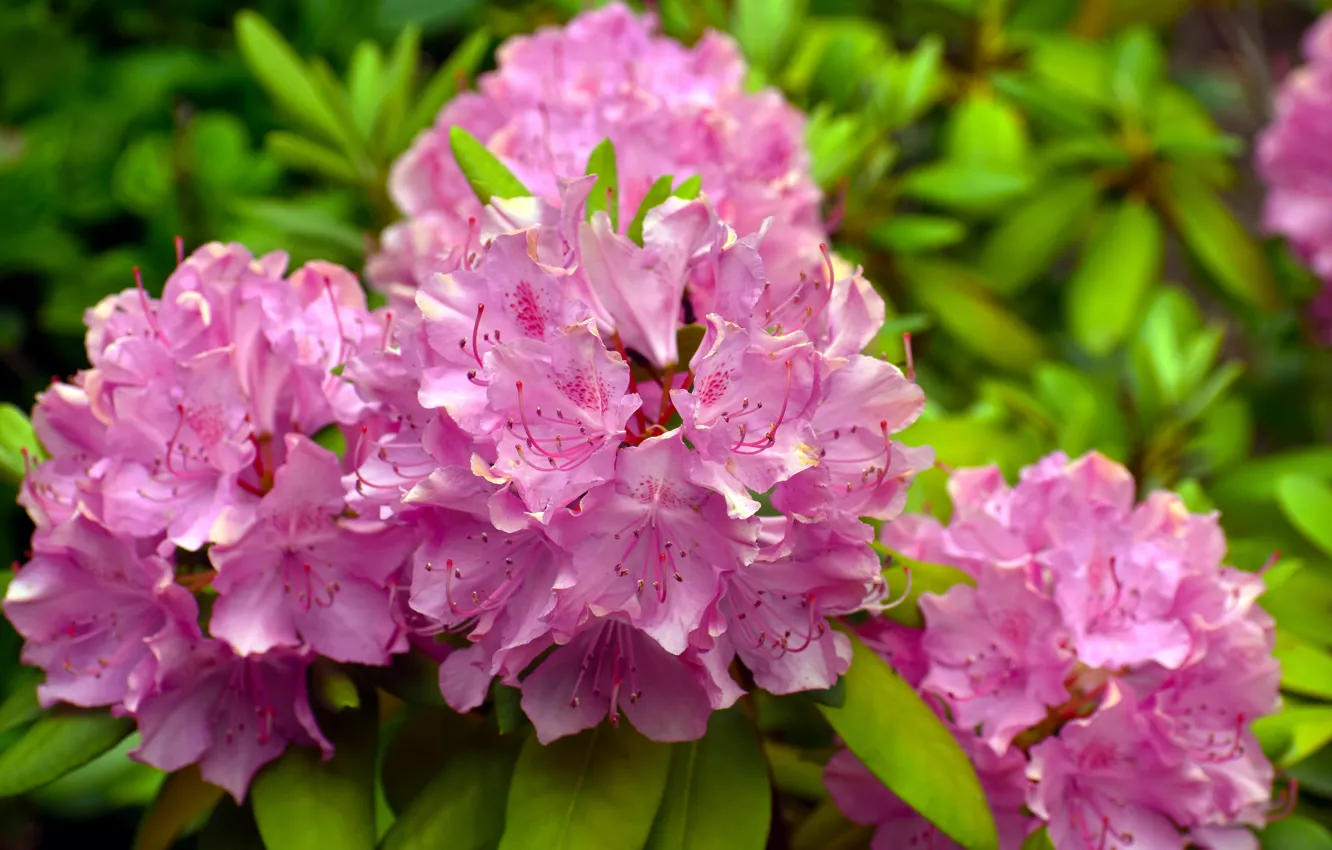 Photo wallpaper macro, flowers, pink, Azalea, rhododendrons