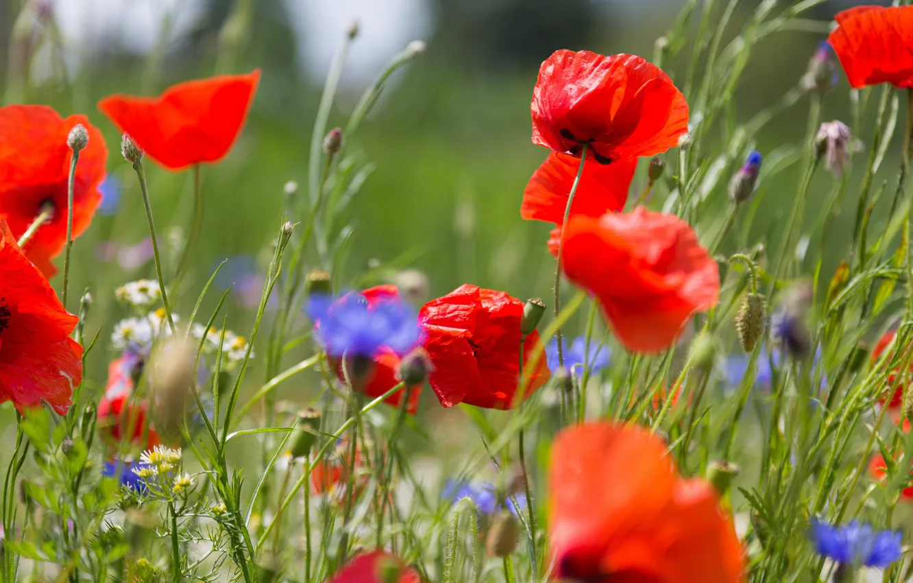 Photo wallpaper flowers, red, glade, Maki, meadow, bokeh