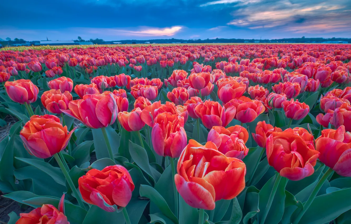 Photo wallpaper flowers, spring, tulips