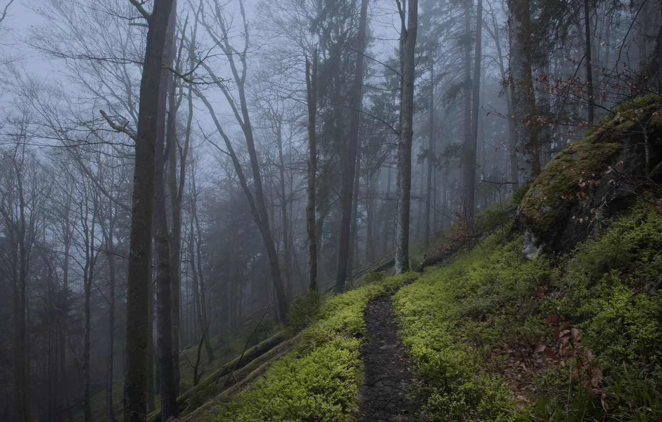Photo wallpaper forest, trees, nature, fog, Germany, twilight, path, Wehraschlucht