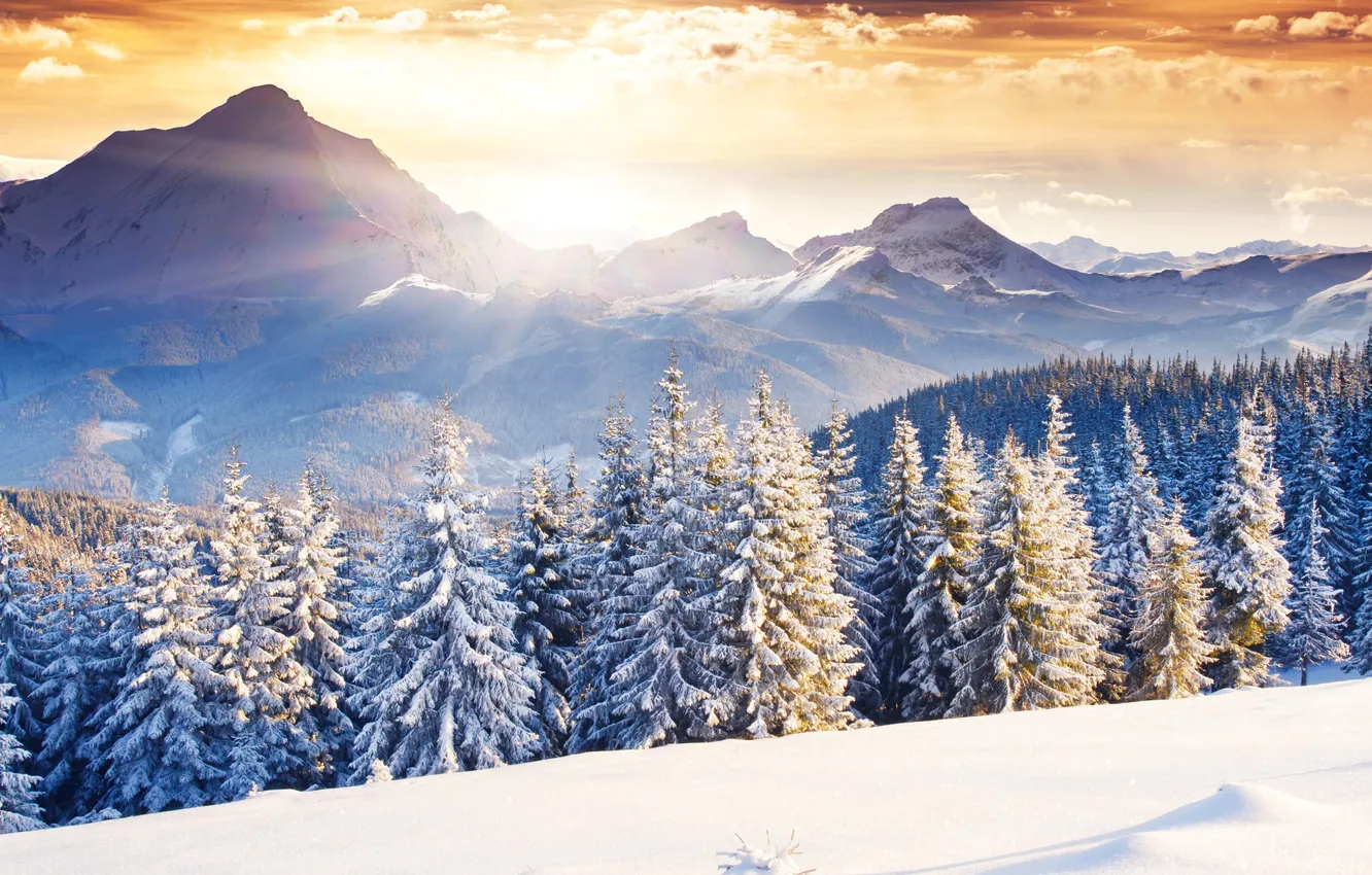 Photo wallpaper winter, frost, forest, the sky, the sun, clouds, rays, light