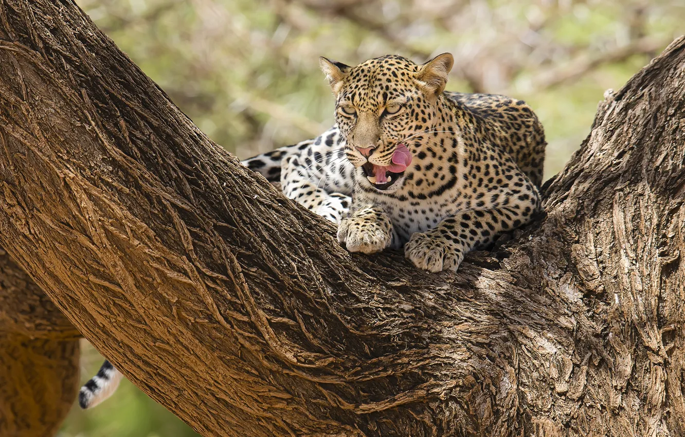 Photo wallpaper leopard, Africa, Kenya, Samburu