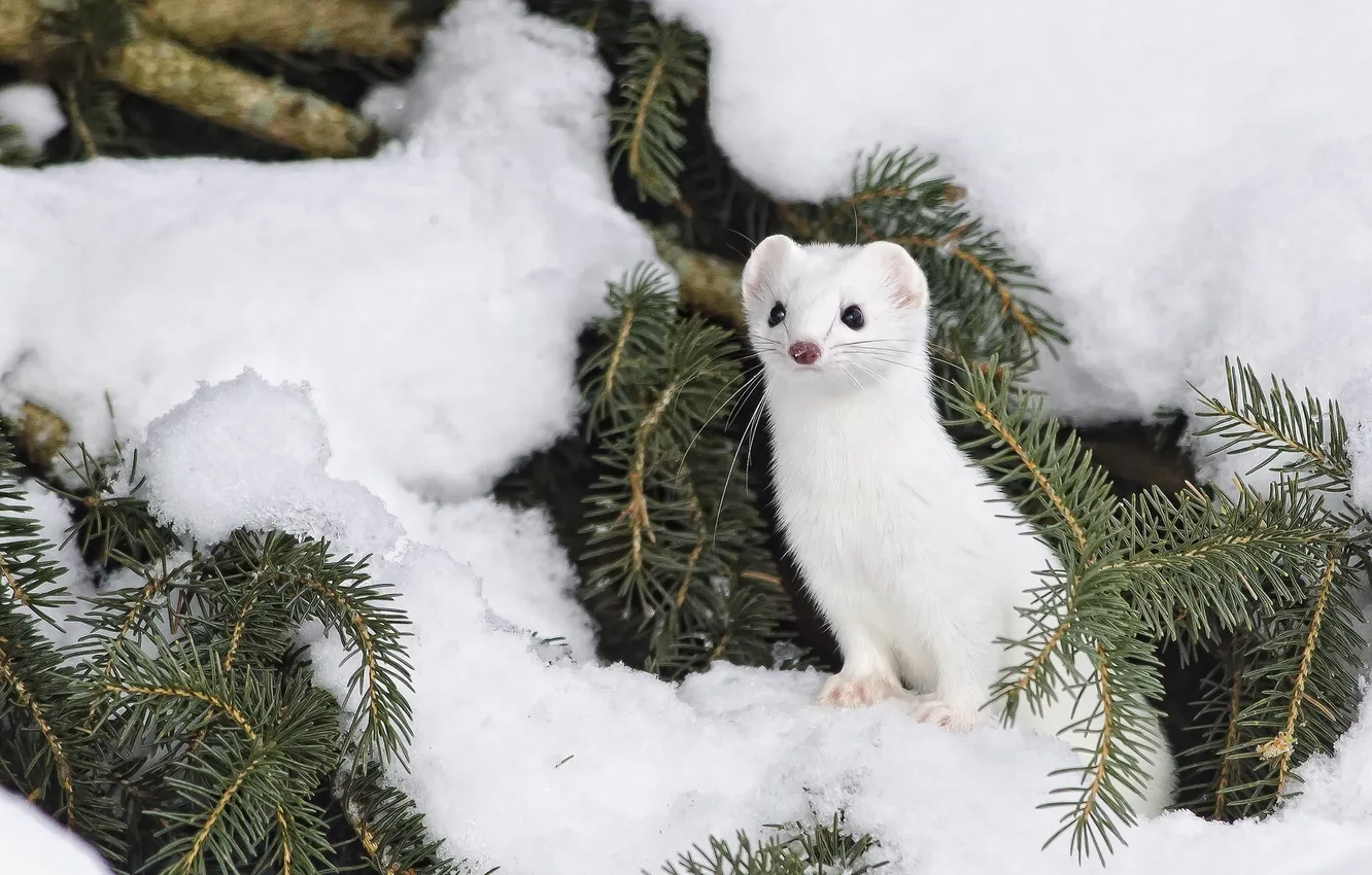 Photo wallpaper winter, snow, needles, ermine