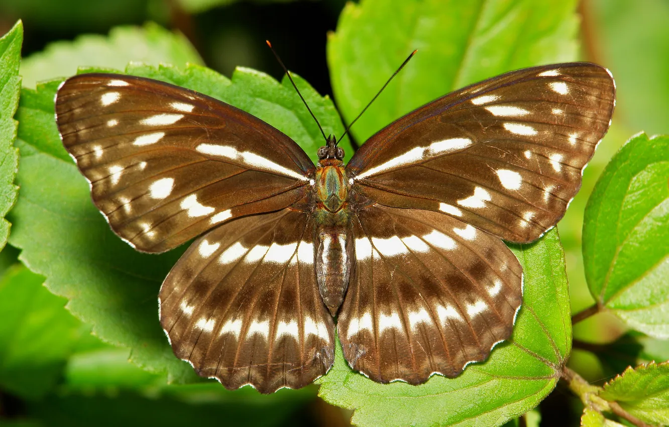 Photo wallpaper macro, butterfly, wings, itchydogimages