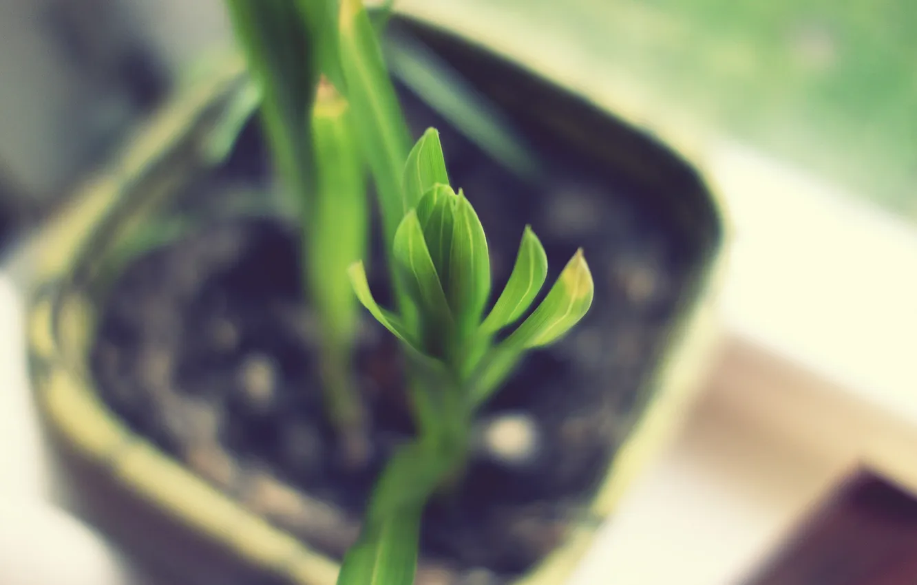 Photo wallpaper green, leaf, plant