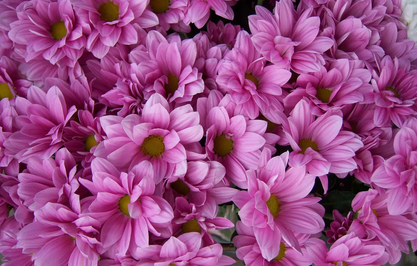 Photo wallpaper bouquet, pink, chrysanthemum, Meduzanol ©