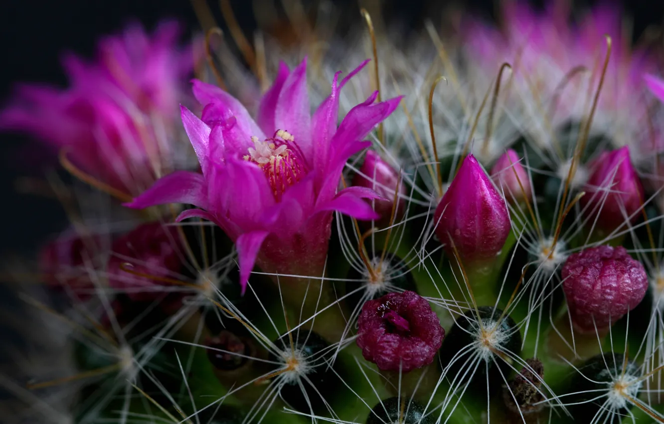 Photo wallpaper flowers, needles, petals, cactus