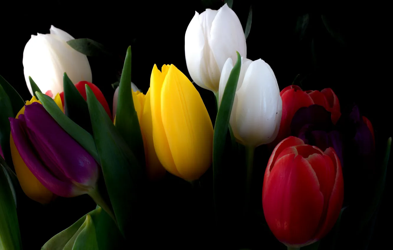 Photo wallpaper flowers, bouquet, tulips