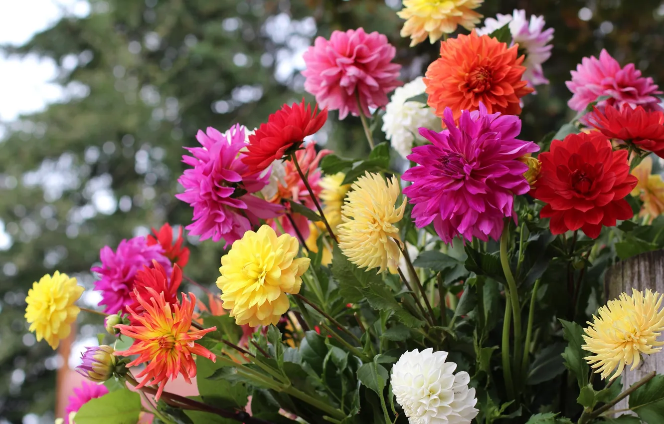 Photo wallpaper autumn, colorful, dahlias