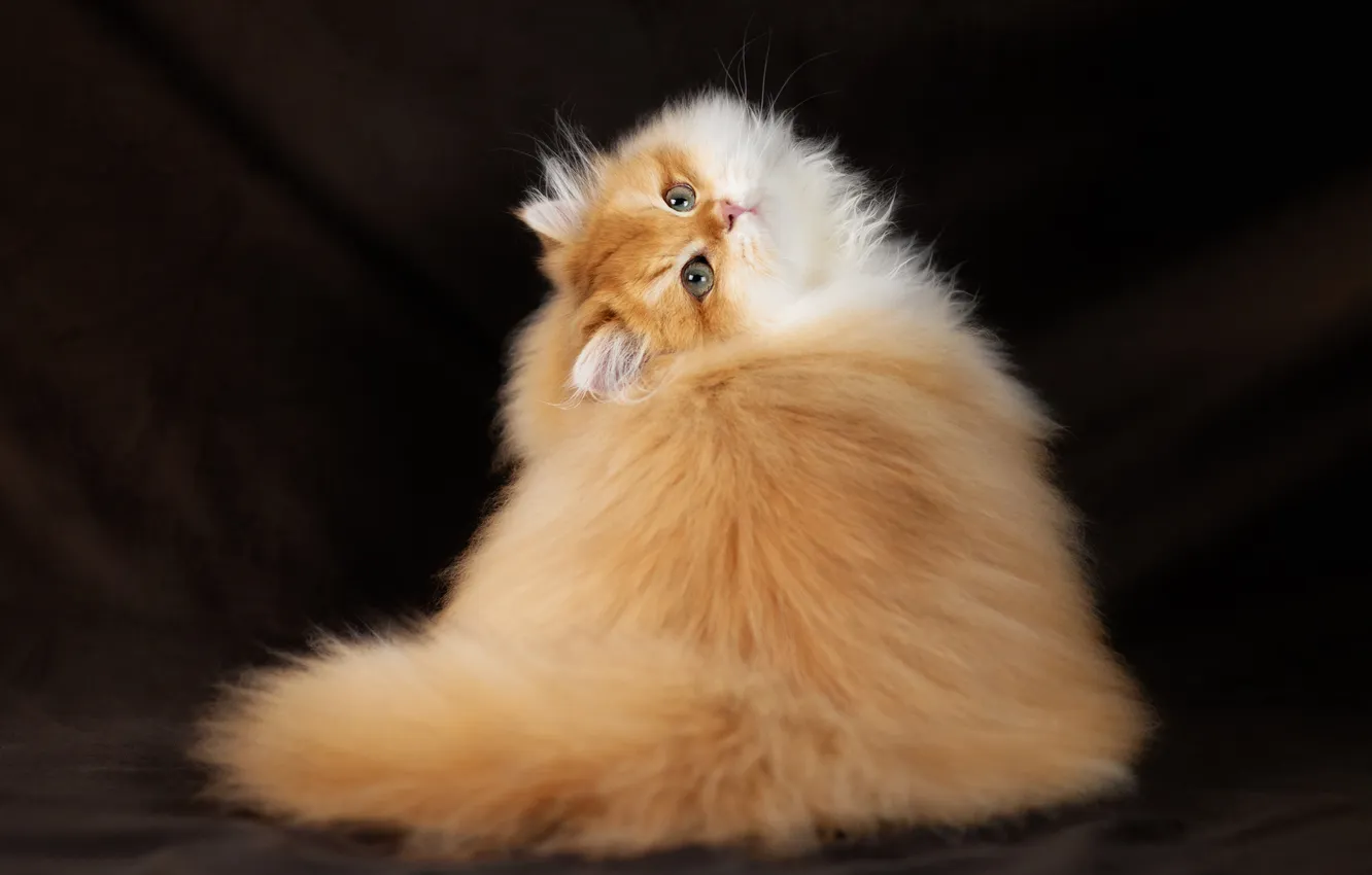 Photo wallpaper cat, cat, fluffy, red, the dark background, Persian cat, Julia Zubkova