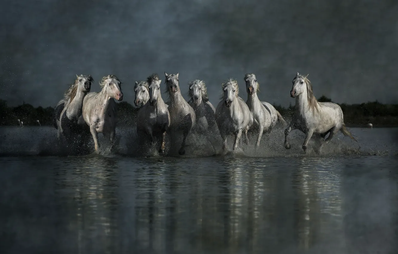 Photo wallpaper the sky, water, light, squirt, reflection, overcast, shore, horses