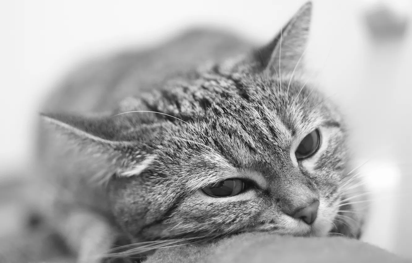 Photo wallpaper cat, portrait, black and white