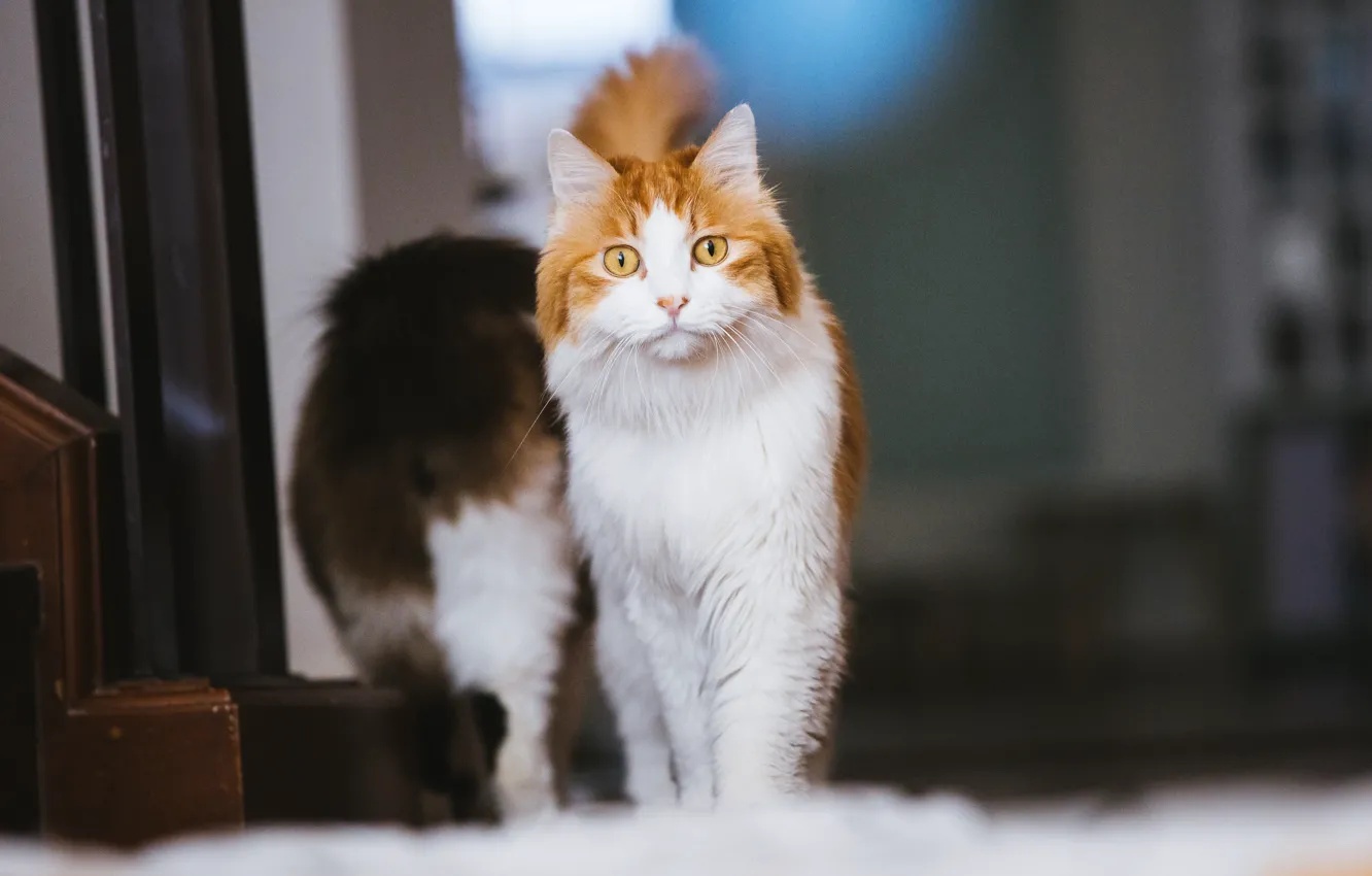 Photo wallpaper cat, cat, look, pose, face