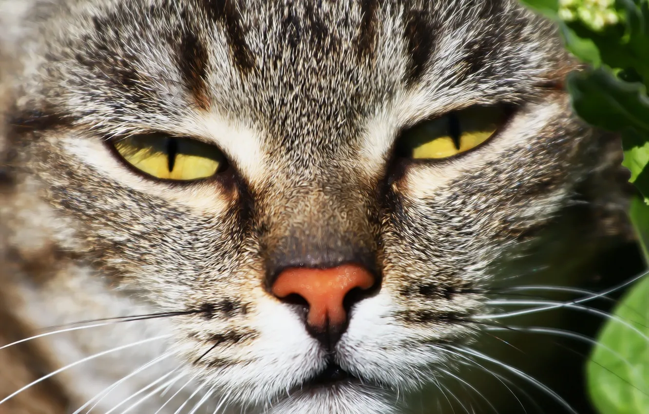 Photo wallpaper cat, eyes, face