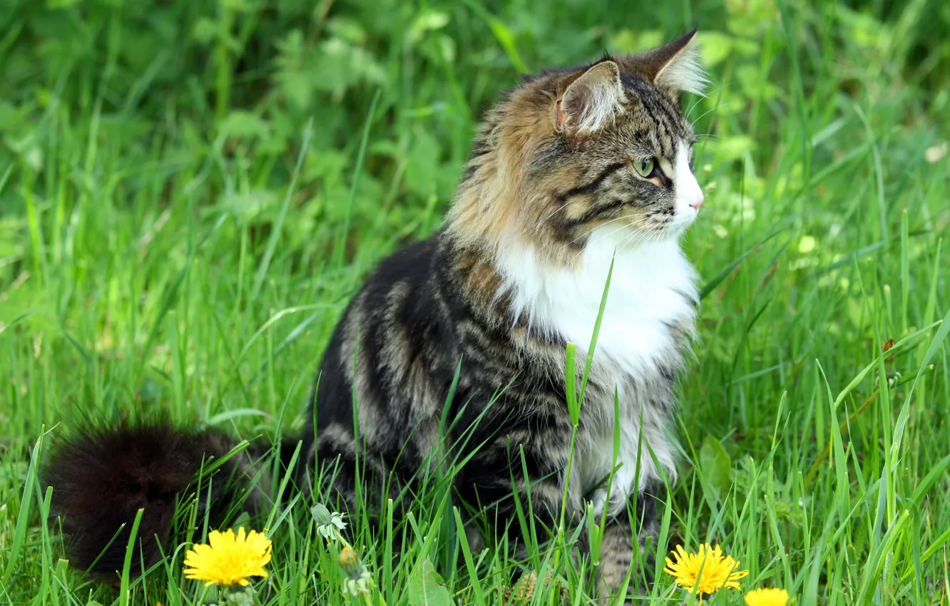 Photo wallpaper cat, grass, cat, fluffy, dandelions, sitting