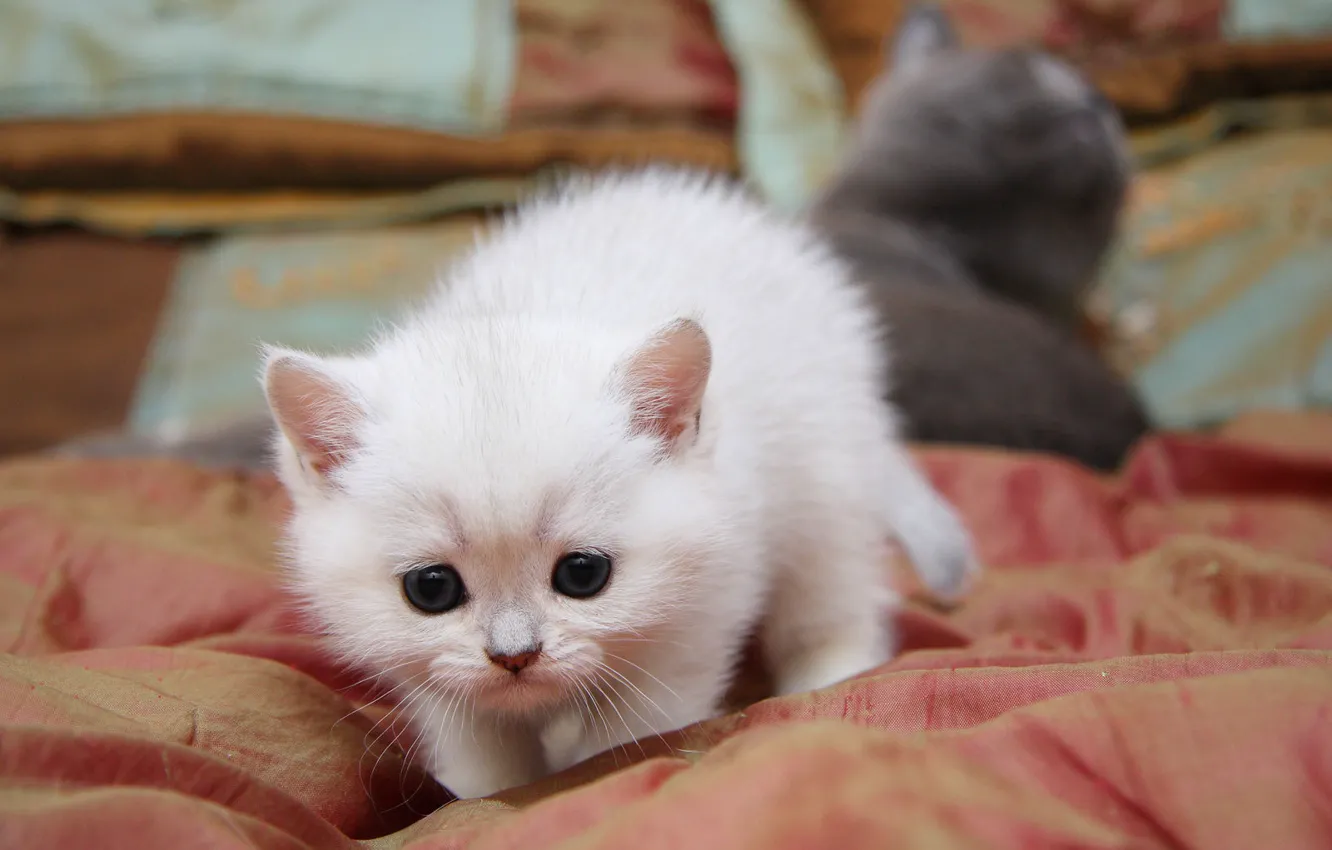 Photo wallpaper cat, cat, cute, sneaks