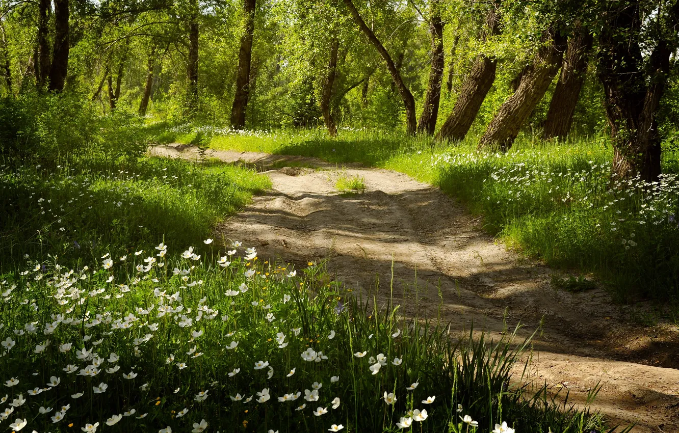 Photo wallpaper road, forest, flowers