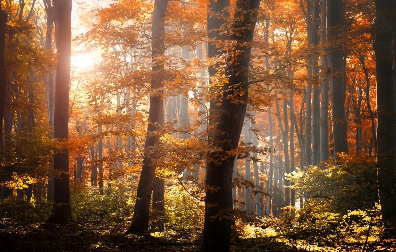 Photo wallpaper autumn, forest, leaves, light, trees, nature, foliage, yellow