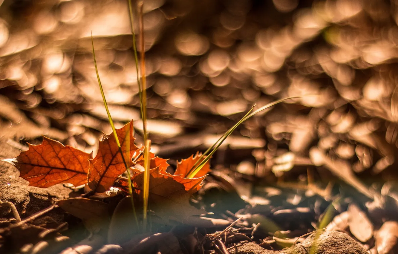 Photo wallpaper autumn, leaves, macro, background, leaves, macro, bokeh
