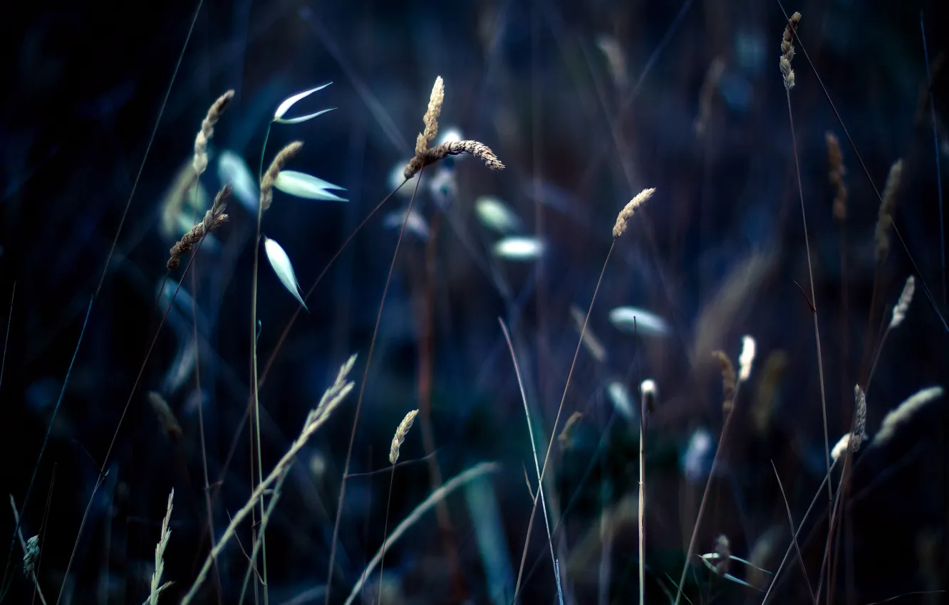 Photo wallpaper grass, macro, spikelets