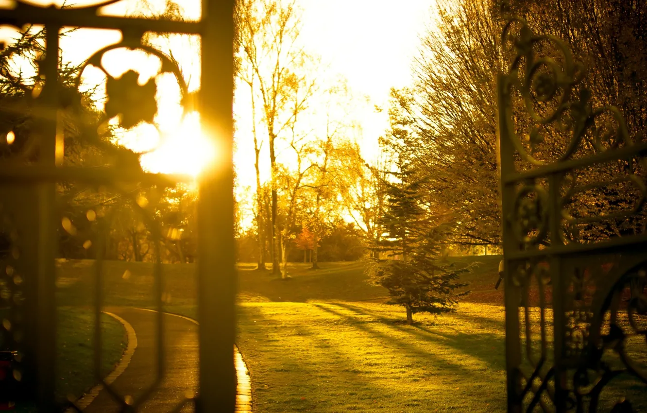 Photo wallpaper greens, grass, leaves, the sun, rays, trees, nature, background