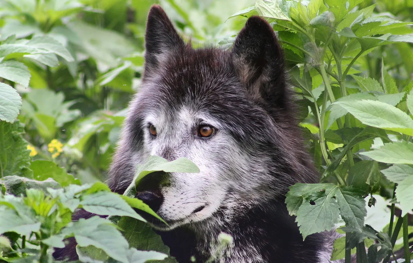 Photo wallpaper Predator, nature, snow, face, animal, wolf, wolves, canis lupus