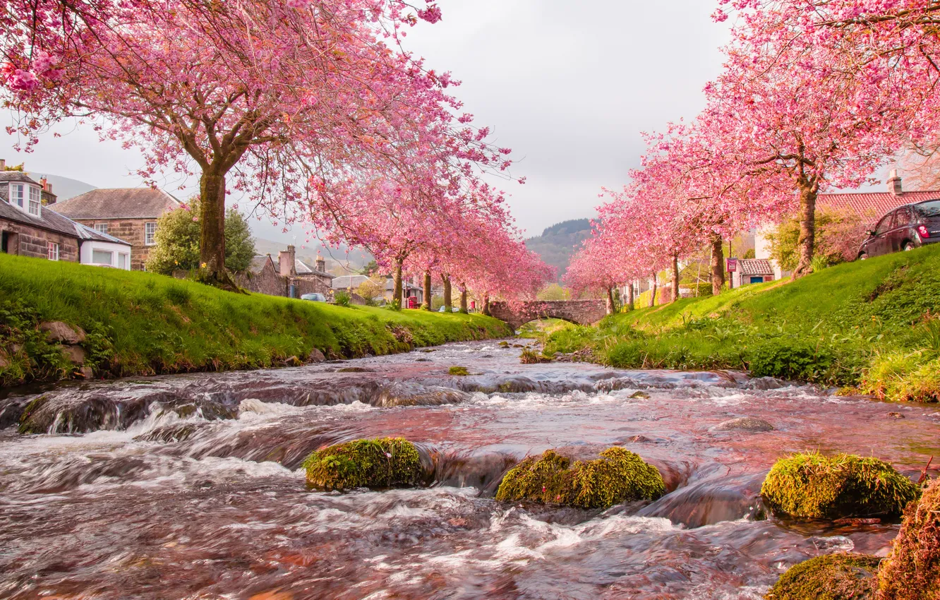 Photo wallpaper the sky, trees, flowers, bridge, river, home, spring