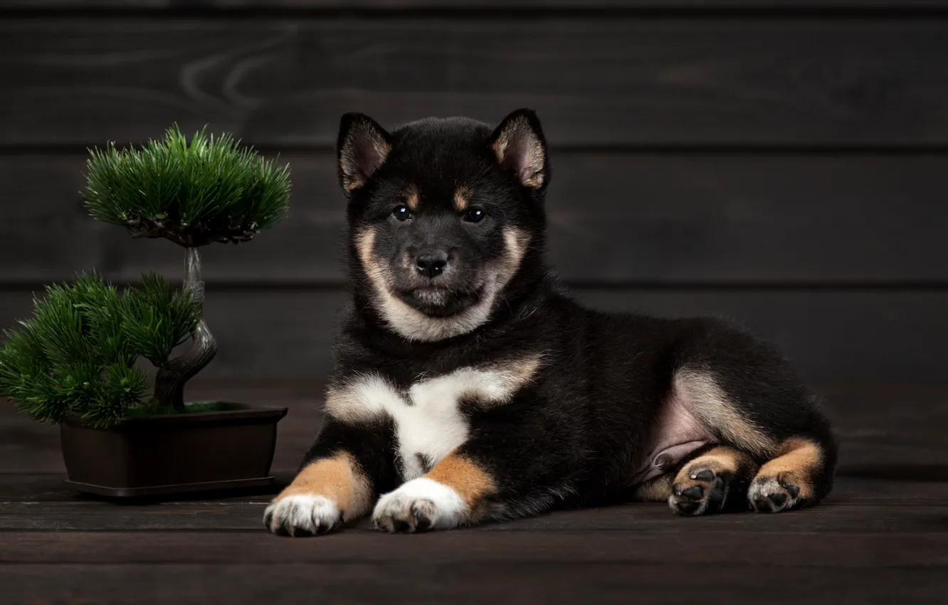 Photo wallpaper dog, puppy, tree, ikebana, Shiba inu, Olga Smirnova