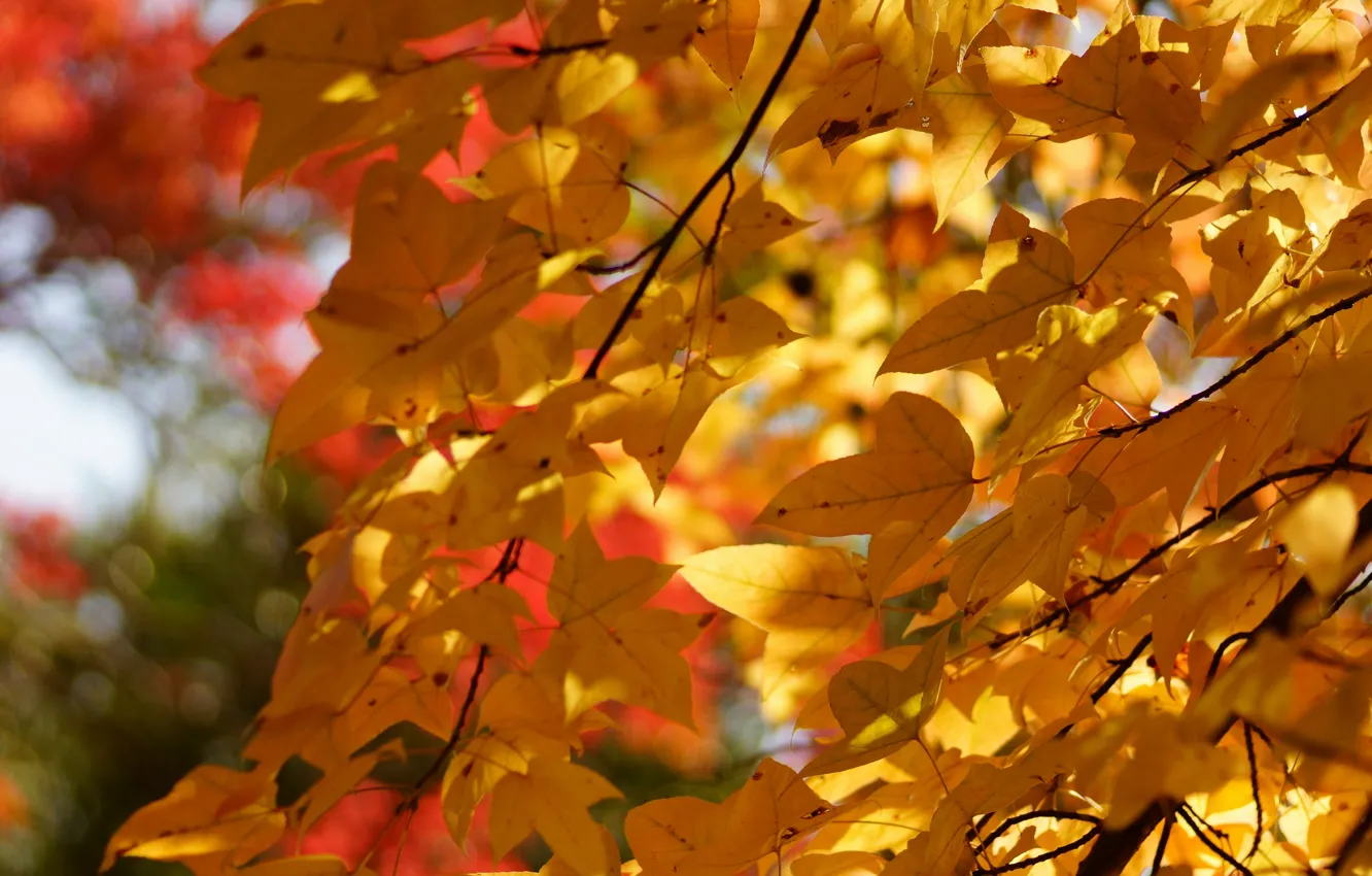 Photo wallpaper autumn, leaves, trees, yellow, foliage, crown