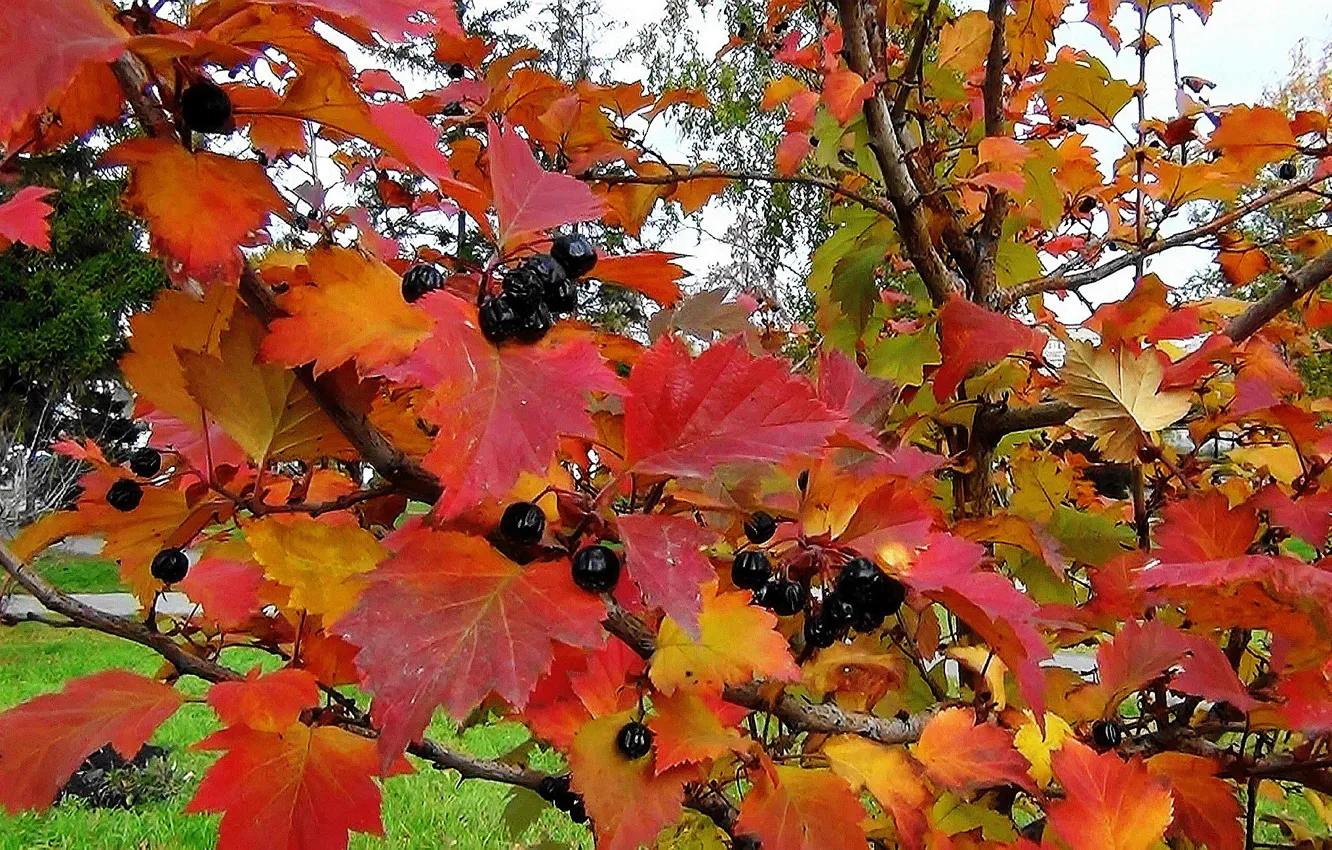 Photo wallpaper leaves, nature, texture, Autumn, Rowan black