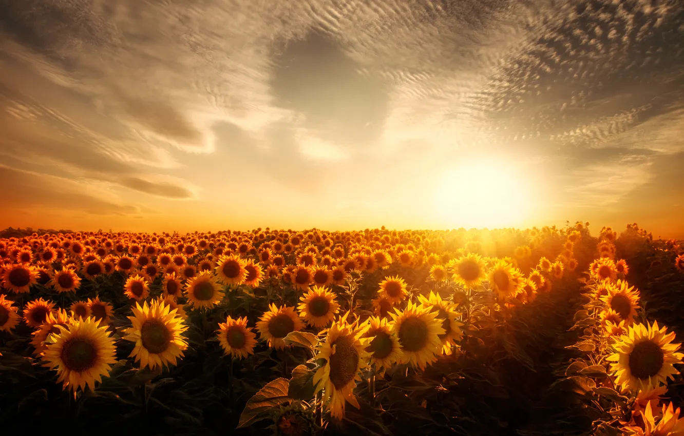 Photo wallpaper field, the sun, sunflowers