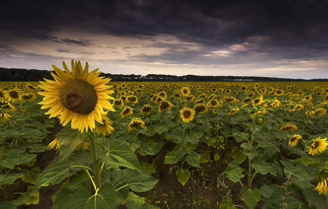 Photo wallpaper field, sunflowers, clouds, sunflower, the evening