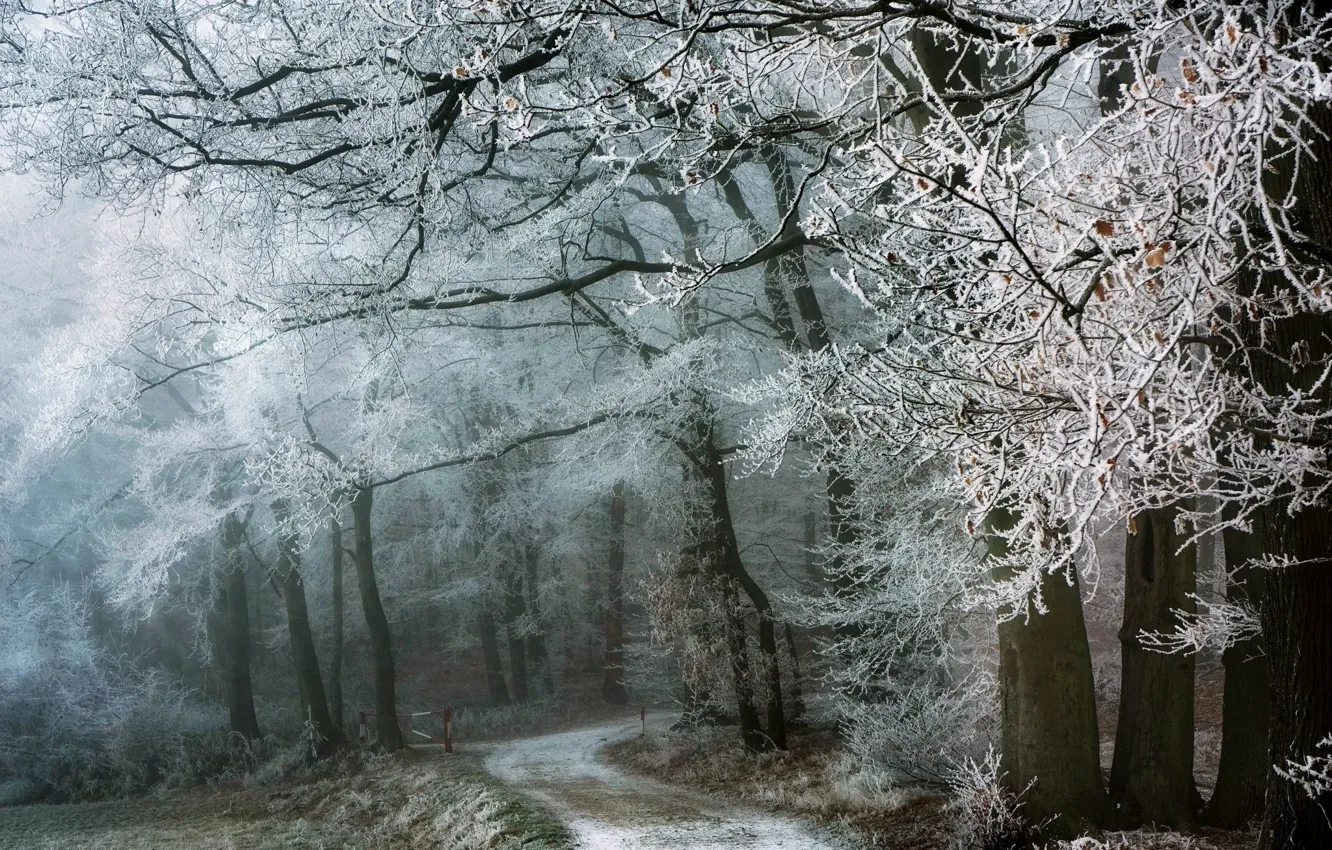 Photo wallpaper winter, road, forest, snow, landscape, nature, beauty