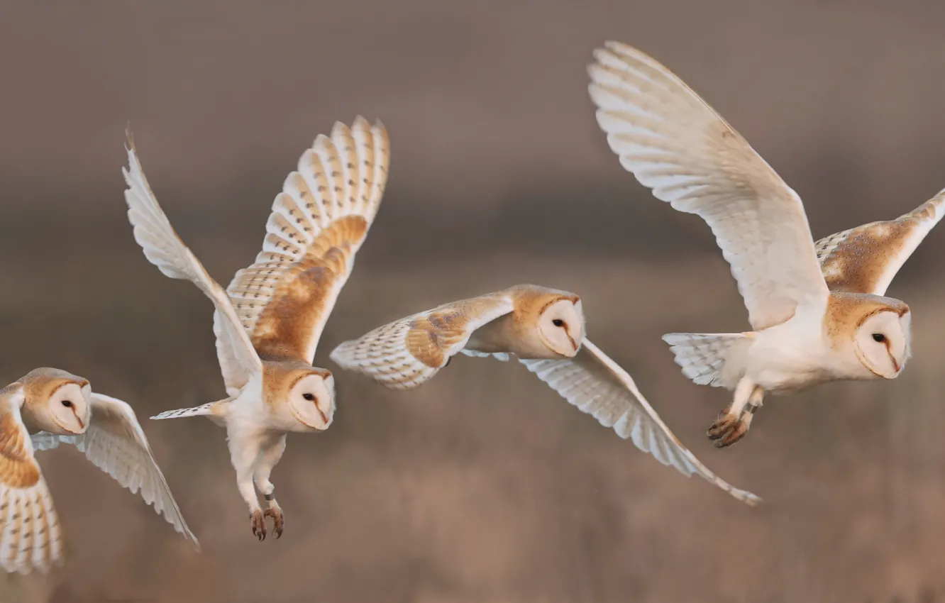 Photo wallpaper flight, nature, owl, bird