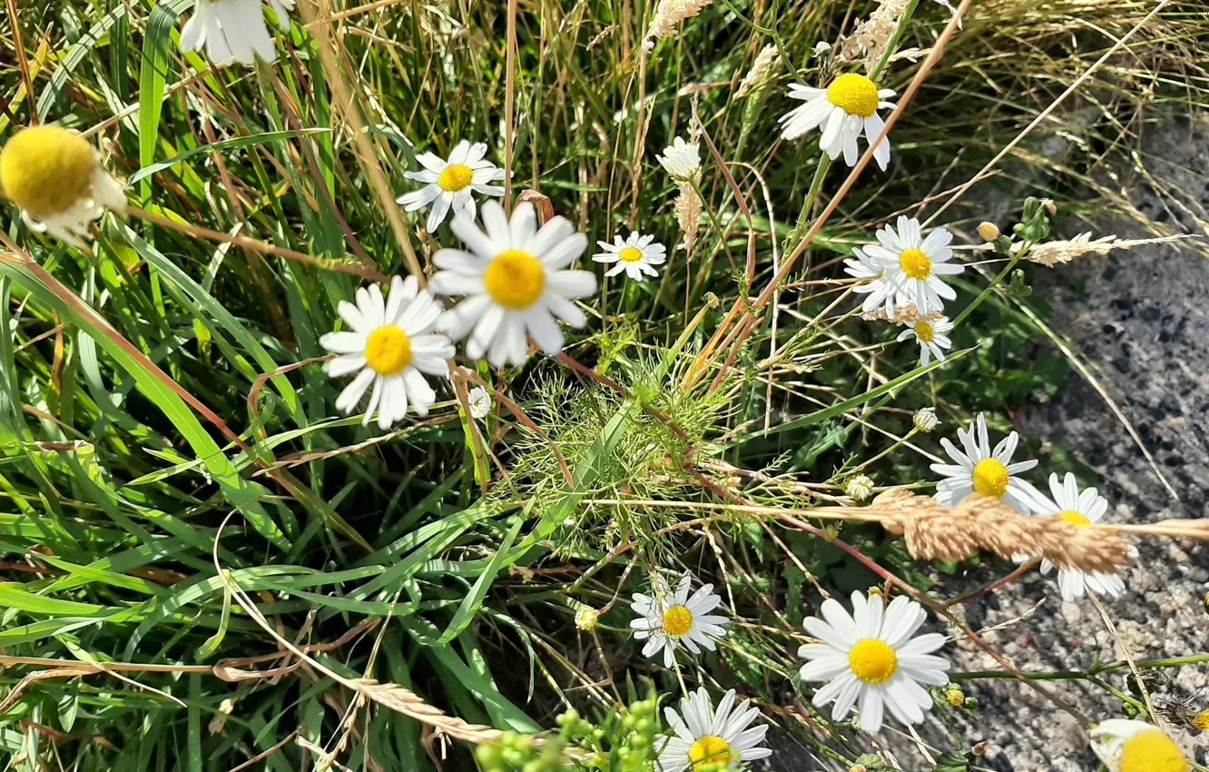 Photo wallpaper Plants, lawn, Chamomile