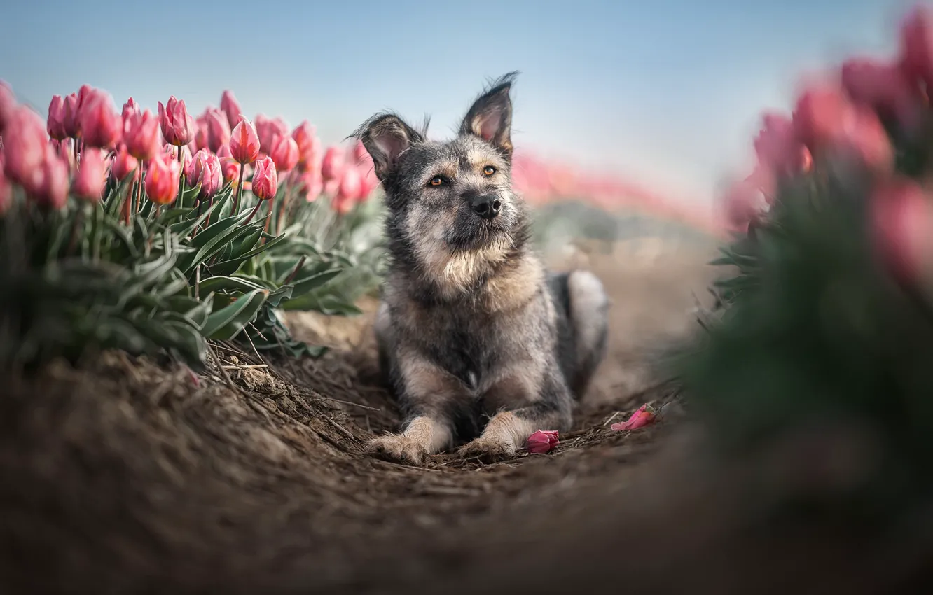 Photo wallpaper each, dog, tulips
