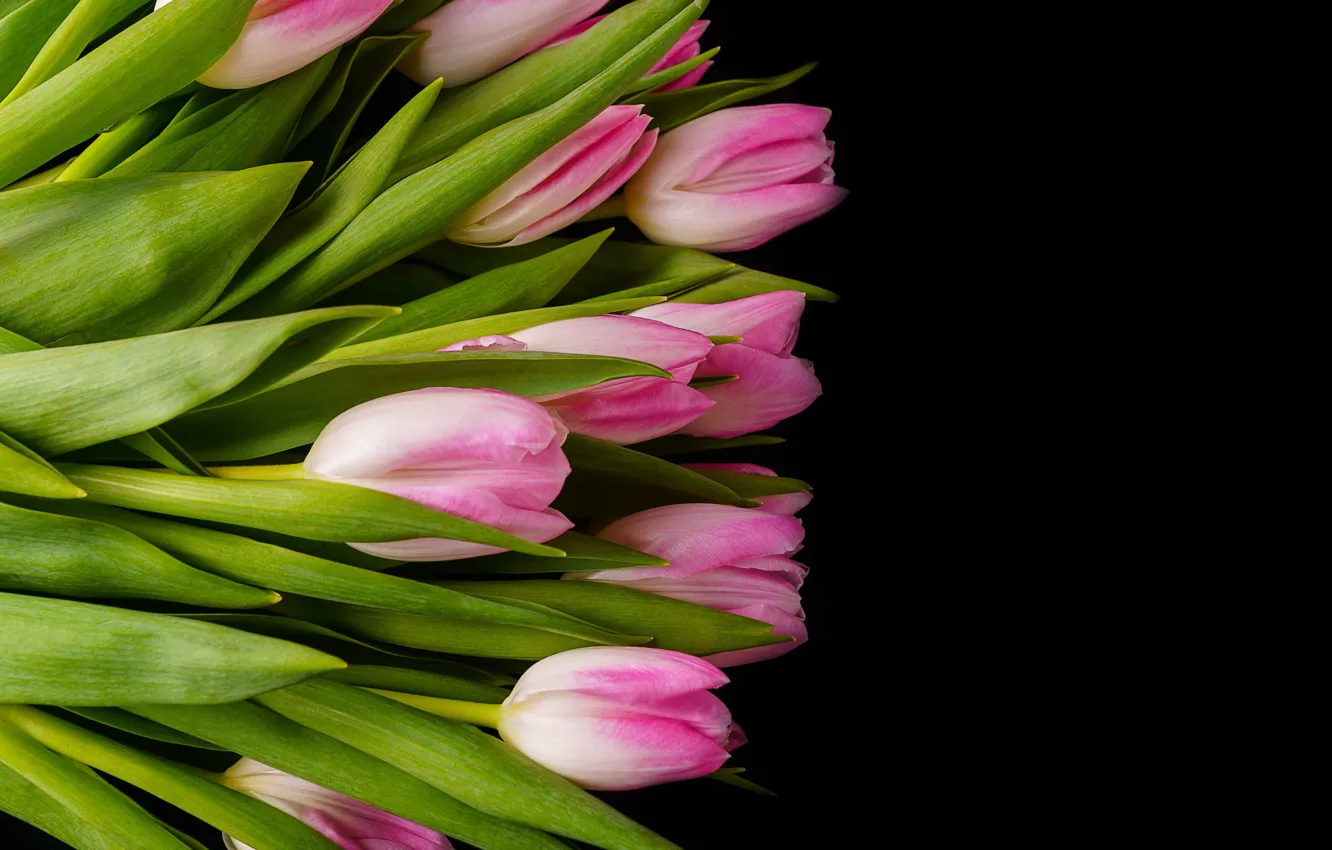Photo wallpaper flowers, bouquet, tulips, pink, pink, flowers, tulips