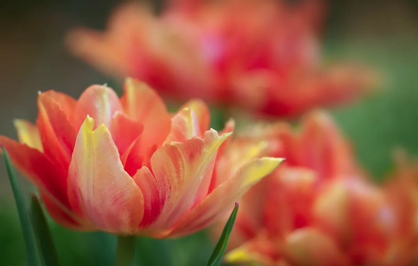 Photo wallpaper flowers, nature, tulips