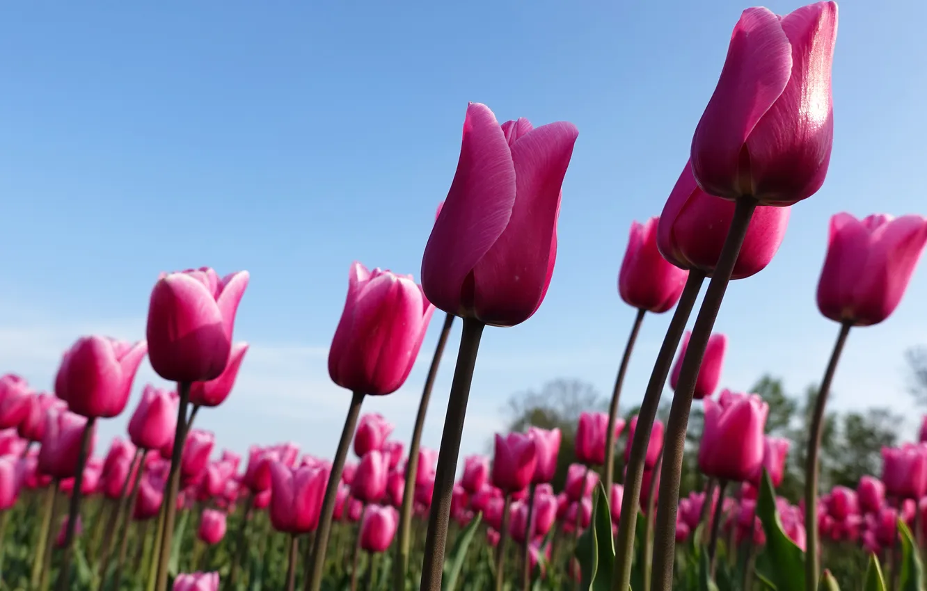 Photo wallpaper the sky, flowers, blue, spring, stem, tulips, pink, buds