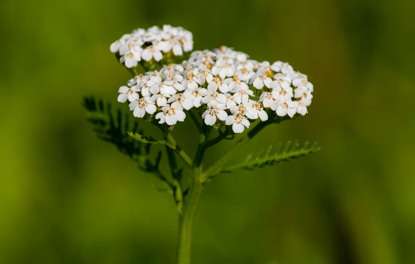 Photo wallpaper greens, flowers, nature, yarrow