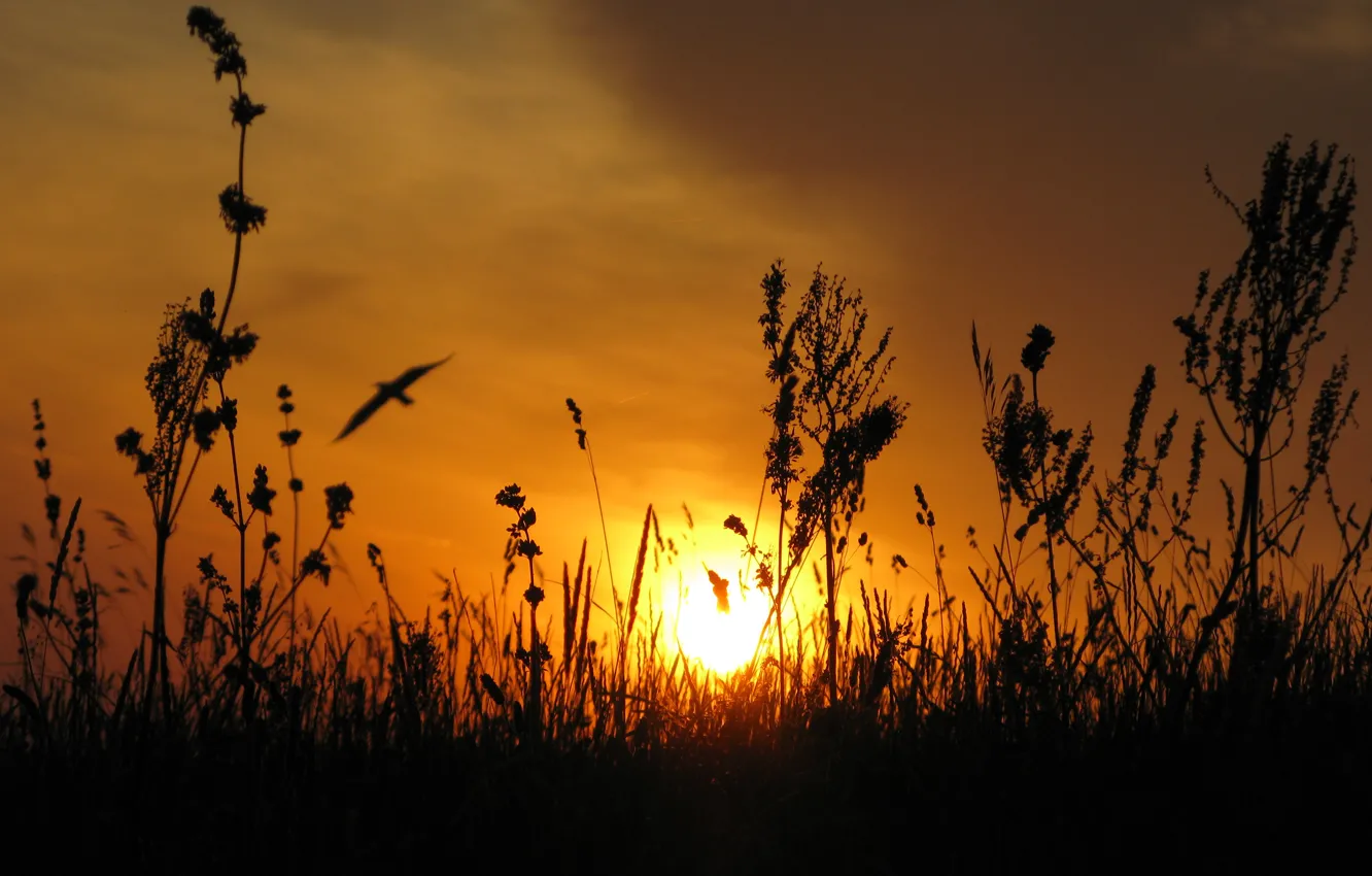Photo wallpaper the sun, sunset, the steppe, bird, Ukraine